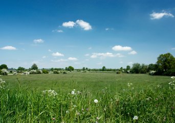 grasland, foto Shutterstock