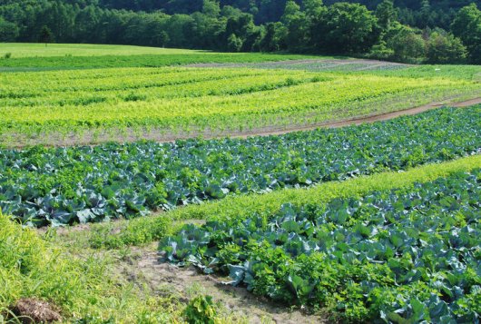 Groente telen, foto Shutterstock