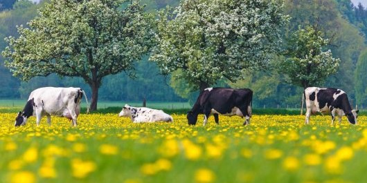 shutterstock_137929718_NL_voorjaar_koeien_ca843400_530x265.jpg