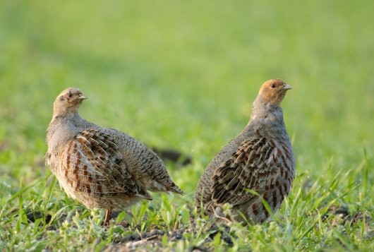 Patrijs, foto Shutterstock