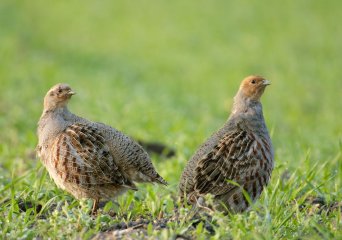 Patrijs, foto Shutterstock